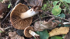 Cortinarius distans