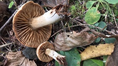 Cortinarius distans