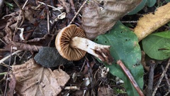 Cortinarius distans