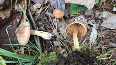 Cortinarius distans