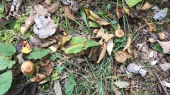 Cortinarius distans