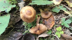 Cortinarius distans
