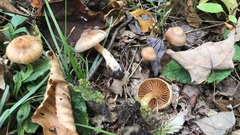 Cortinarius distans
