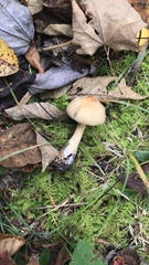 Cortinarius distans