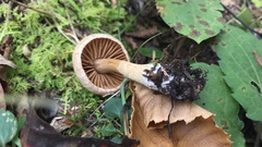 Cortinarius distans