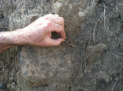 Hebestatis theveneti