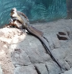 Hydrosaurus pustulatus