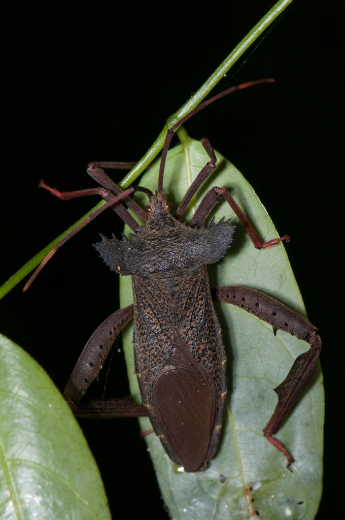 Prionolomia gigas