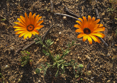 Dimorphotheca sinuata