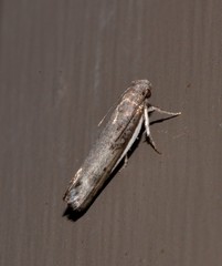 Xylorycta melaleucae