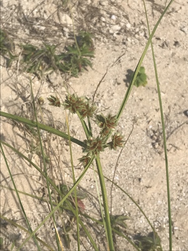 Cyperus trachysanthos observed 2020-02-29