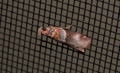 Calguia defiguralis