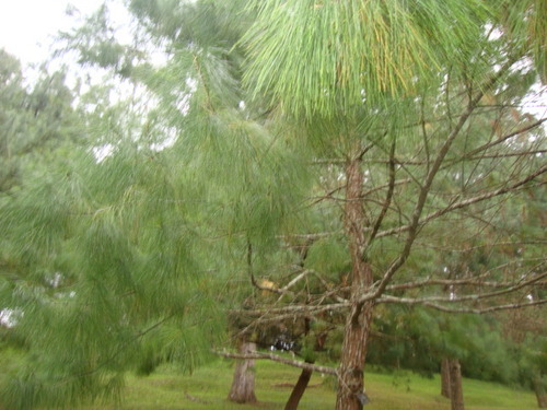 Chiapas white pine