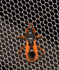 Ectomocoris truculentus