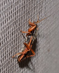 Ectomocoris truculentus