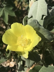 Gossypium tomentosum