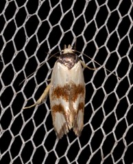 Antipterna trilicella