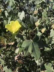 Gossypium tomentosum