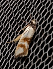 Antipterna trilicella