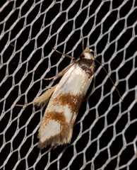 Antipterna trilicella