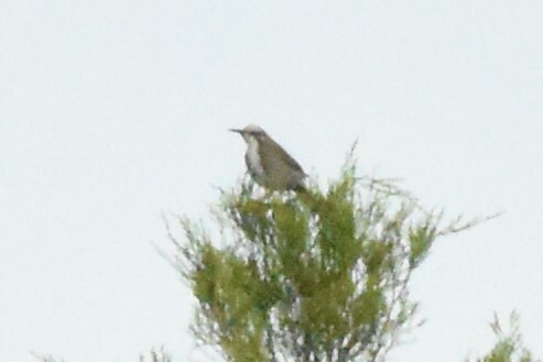 Tawny-crowned Honeyeater (Gliciphila melanops), photo 1