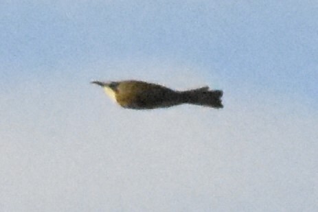 Tawny-crowned Honeyeater (Gliciphila melanops), photo 3