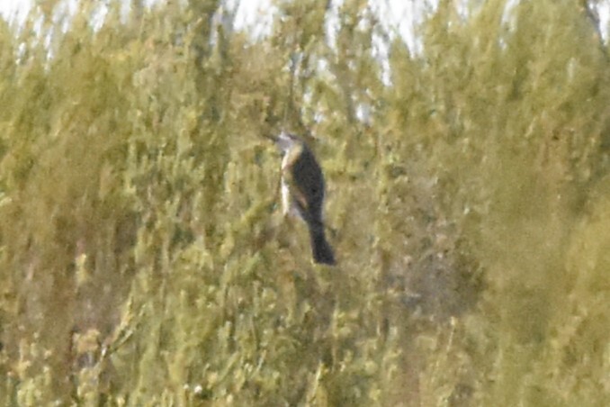 Tawny-crowned Honeyeater (Gliciphila melanops), photo 2