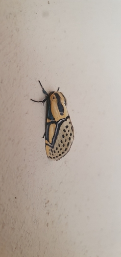 Hieroglyphic Moth