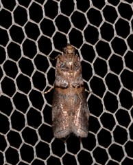 Hypargyria metalliferella