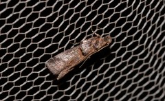 Hypargyria metalliferella