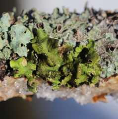 Pleurosticta acetabulum