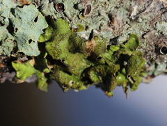 Pleurosticta acetabulum