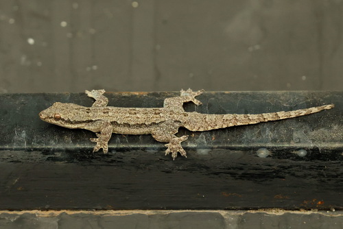 Hemidactylus platyurus