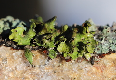 Pleurosticta acetabulum