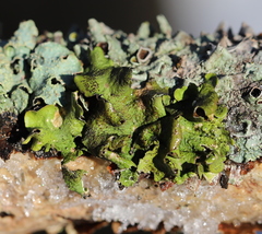 Pleurosticta acetabulum