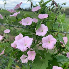 Convolvulus erubescens