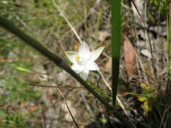 Thelymitra albiflora