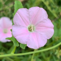 Convolvulus erubescens