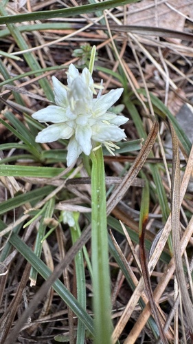 Monte Baldo sedge (Carex baldensis)