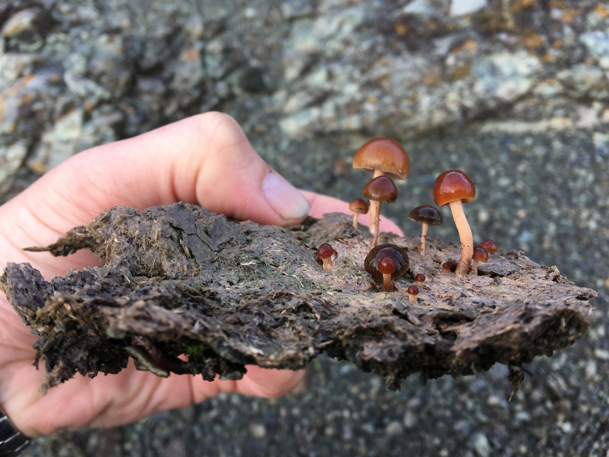 Psilocybe coprophila image