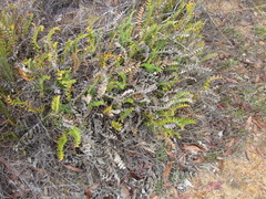 Banksia porrecta