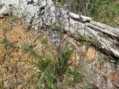 Thelymitra bracteata