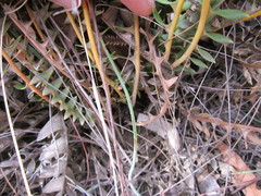 Banksia porrecta