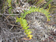 Banksia porrecta