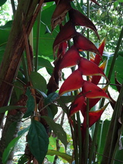 Heliconia bihai