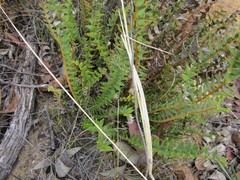 Banksia porrecta