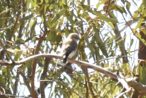 Jacky Winter (Microeca fascinans), photo 8