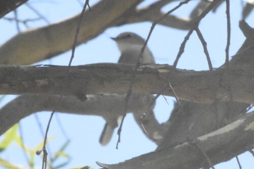 Jacky Winter (Microeca fascinans), photo 7