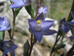 Thelymitra bracteata