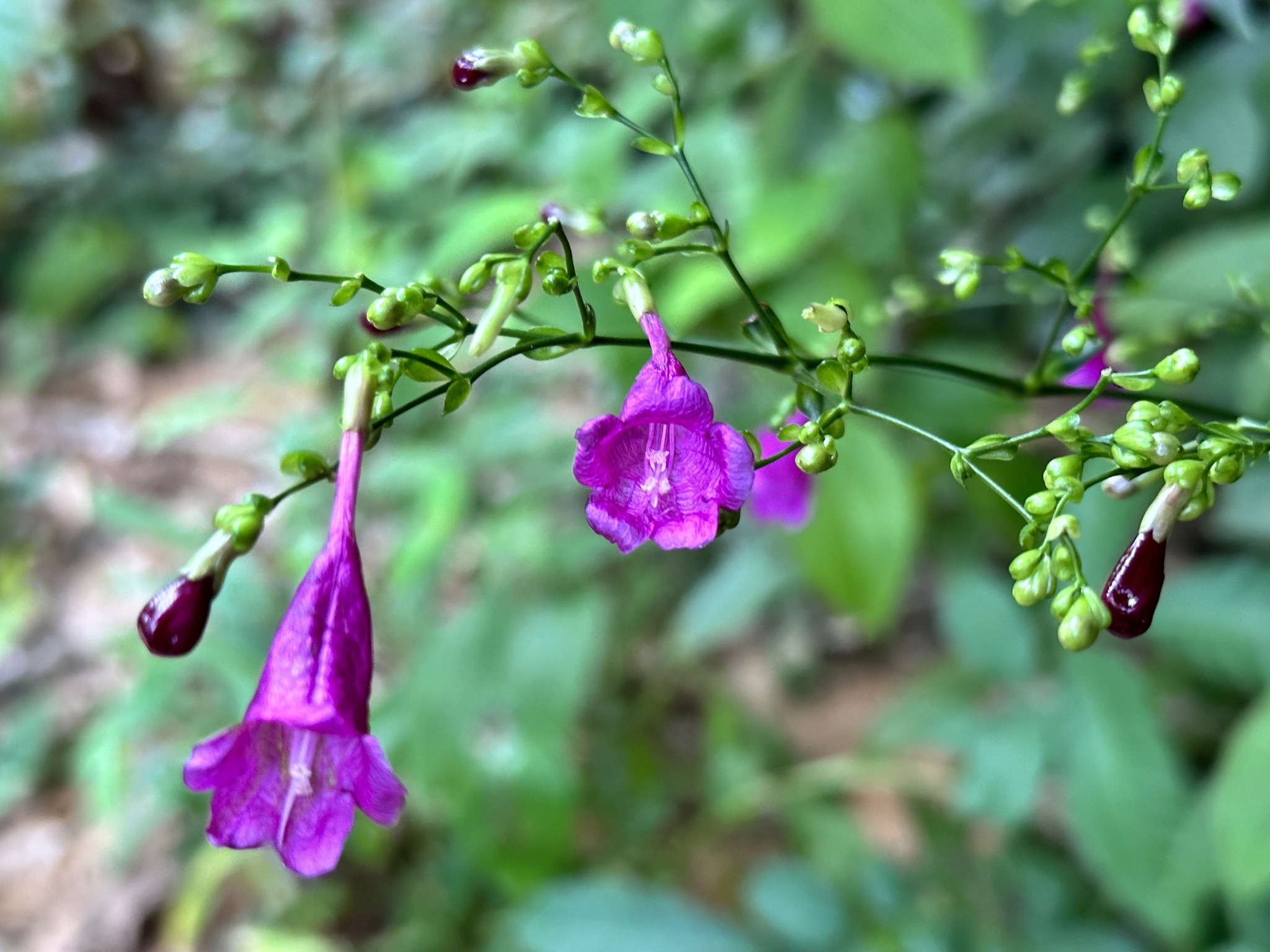 Chinese Rain Bell (Strobilanthes hamiltoniana)